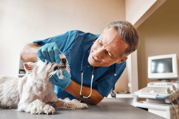 Best Walk-In Emergency Dental Services in Michigan City, IN